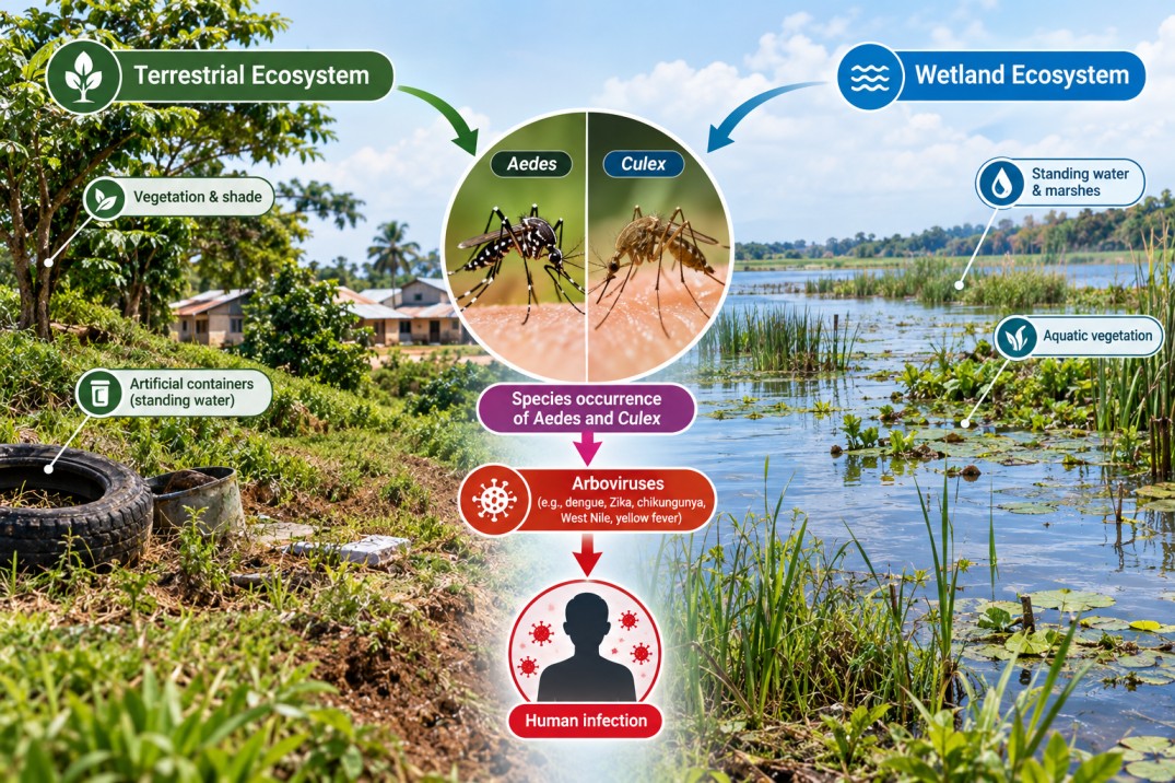 Influence of Terrestrial and Wetland Ecosystems on Species occurrences of Aedes and Culex Mosquitoes as vectors of Arboviruses in Northern Uganda